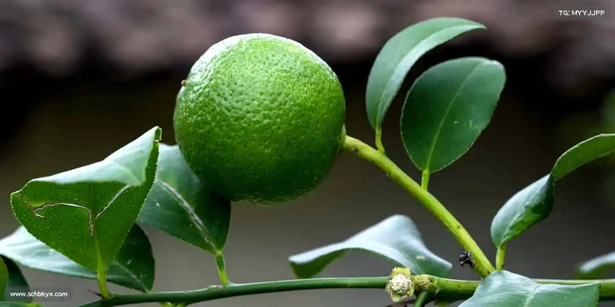 <strong>zoty中欧</strong>🎾无论是球场、跑道还是健身房，这里总有你的专属战场！